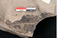 Foto (Detailansicht) von Cinnamomum polymorphum Braun (NHMW-GEO-2024-0188-7997)